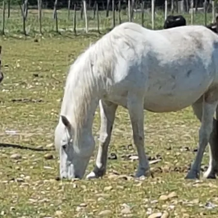Mon En Camargue *