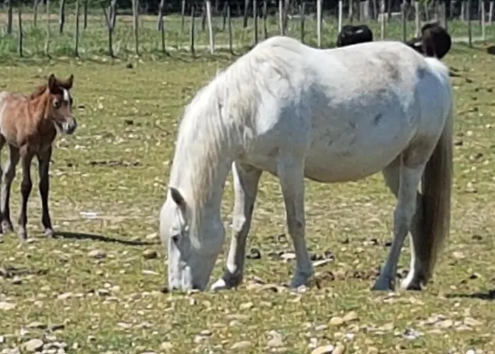 Nyaraló Mon En Camargue Le Cailar